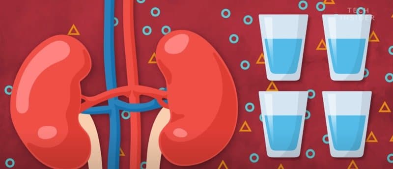 бъбречна недостатъчност пиене на твърде много вода - Какво се случва, когато пиете твърде много вода?